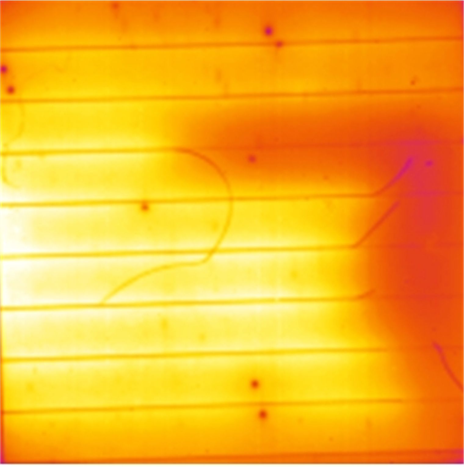 Imagen de electroluminiscencia en falso color de una celda solar: zonas amarillas brillantes, una región más oscura a la derecha, líneas horizontales paralelas, trazos curvos oscuros y algunos puntos oscuros